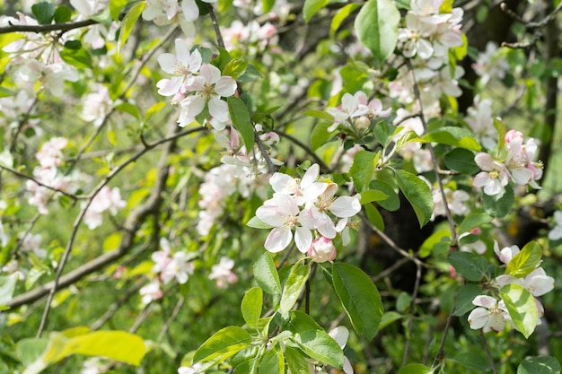 Beautiful white flowers on a branch of an apple tree against the background of a blurred garden