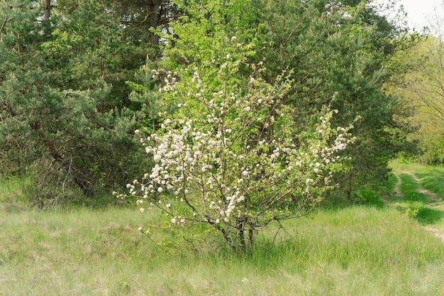 Beautiful white flowers on a branch of an apple tree against the background of a blurred garden