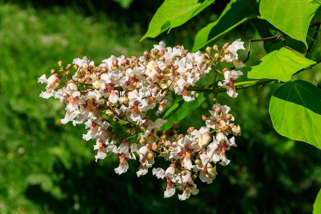 Foto bellissimi fiori bianchi di un albero di catalpa