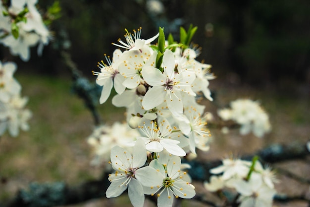 Красивые белые цветы вишневого дерева