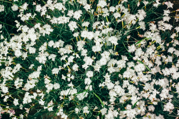 Beautiful white flowers close up in the garden