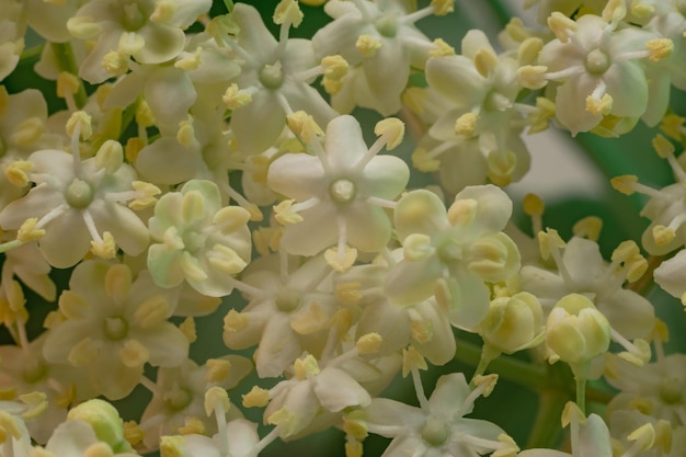 Beautiful white flowers and green leafs Background pattern for design Macro photography view