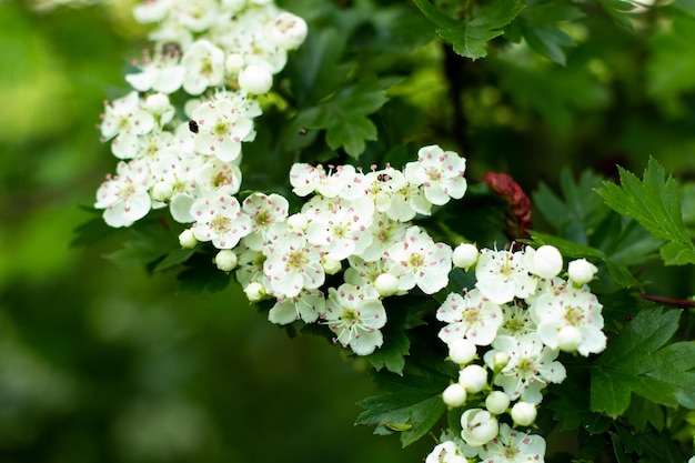 木の上の公園に美しい白い花が咲きます