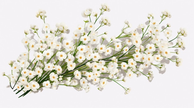 beautiful white flowers isolated