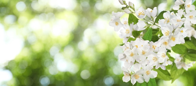 Beautiful white flowers of jasmine plant outdoors on sunny day banner design Bokeh effect
