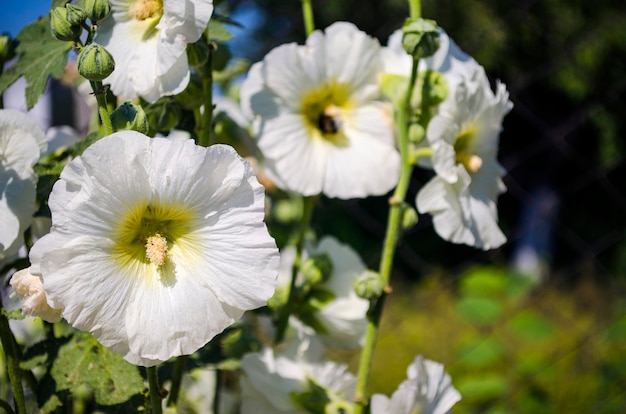 Beautiful white flowers mallow in the garden close-up in summer