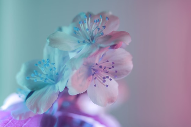 Beautiful white flowers in the neon light Background pattern for design Macro photography view