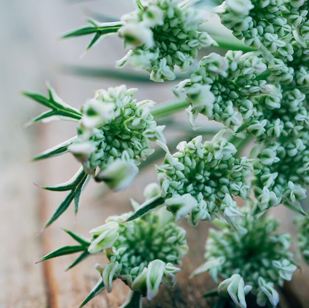 美しい白い花は自然の中で庭に植える