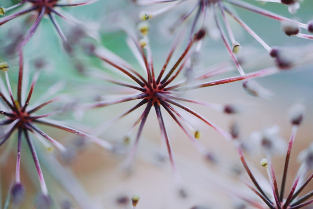 美しい白い花は自然の中で庭に植える