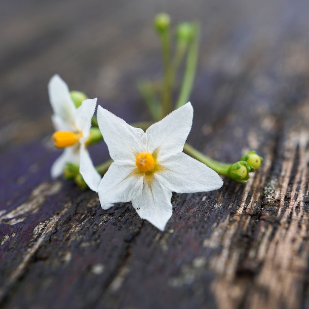 美しい白い花は自然の中で庭に植える