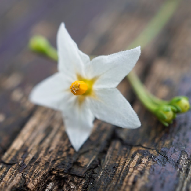                                beautiful white flowers plant in the garden in the nature    