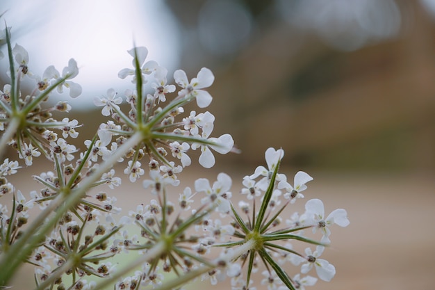  beautiful white flowers plant in the garden in the nature   