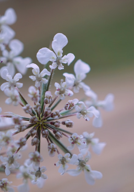 자연 속에서 정원에서 아름 다운 흰 꽃 식물