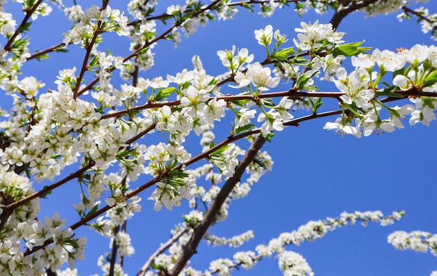 Красивые белые цветы сливы весной на фоне голубого неба