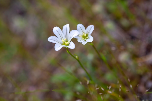 Foto bellissimi fiori bianchi - il nome scientifico di questa pianta è moenchia mantica (l.) bartl.