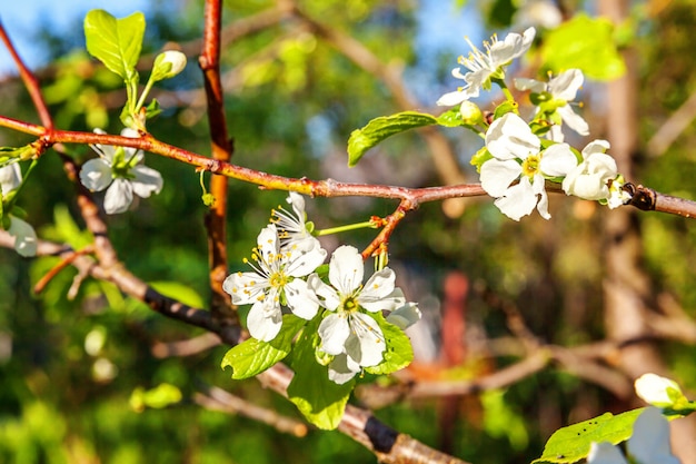 Beautiful white flowers in springtime garden or park