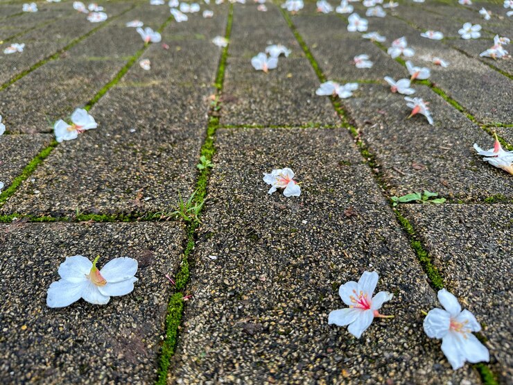Beautiful white flowers tung flower and roads