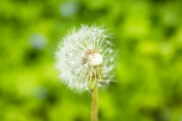 自然に美しい白いふわふわタンポポの花