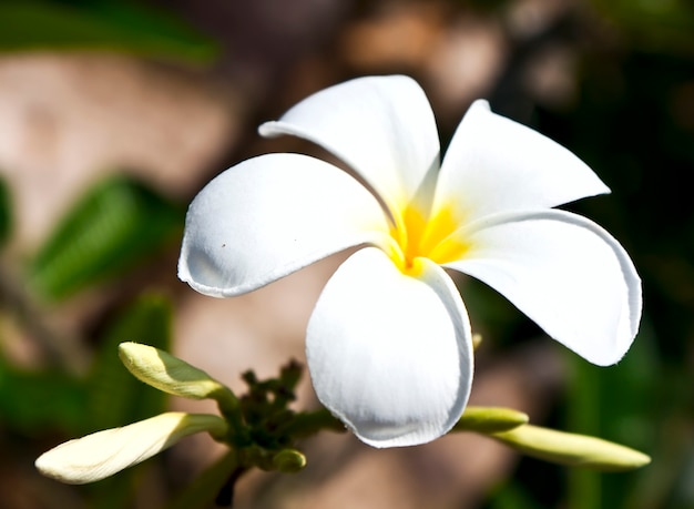 어두운 배경에 아름다운 흰색 frangipani 꽃