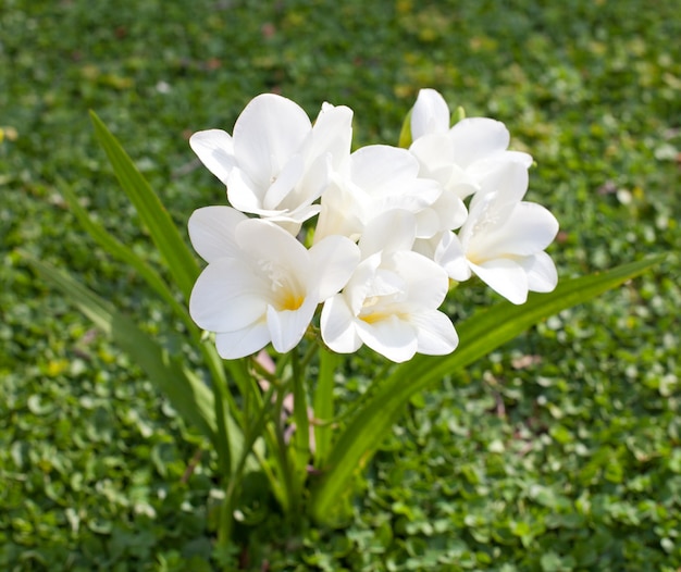 Photo beautiful white freesia