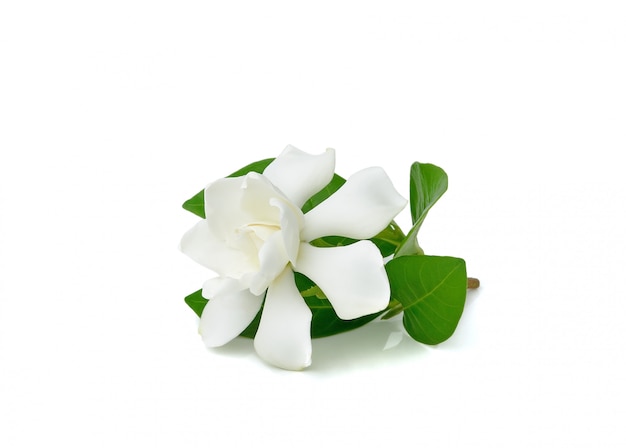 Beautiful white gardenia flower