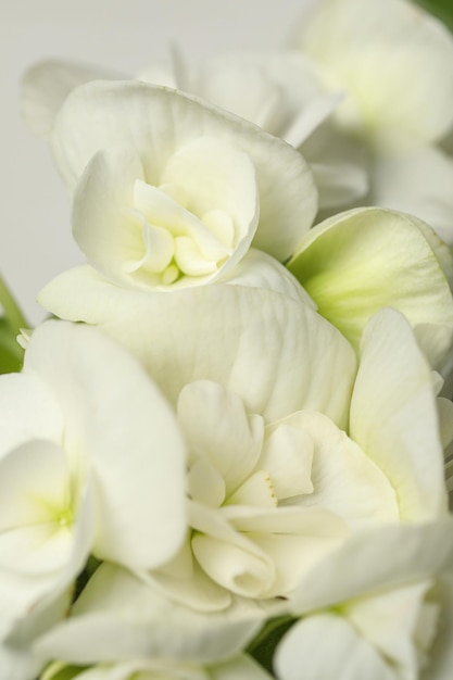 Beautiful white geranium flowers as background closeup