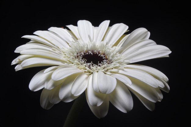 黒の背景に美しい白いガーベラの花