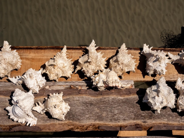 Beautiful white giant murex shells drying in the sun on wooden boards of fisherman house at the coast on the shallow water sea background