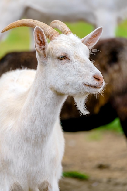 Beautiful white goat Home pet on the farm