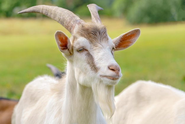 Beautiful white goat Home pet on the farm