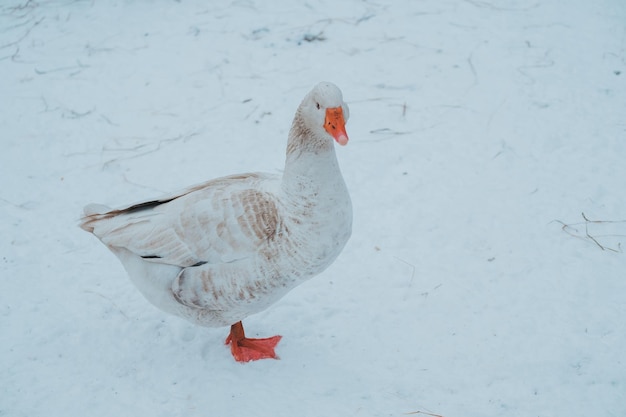 Beautiful white goose in the snow home winter chores close portrait Ethnic Park Nomad Moscow Region Russia