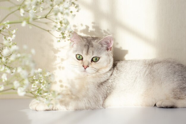 Photo a beautiful white and gray british cat green eyes lies on a white table with a gypsophila flower in