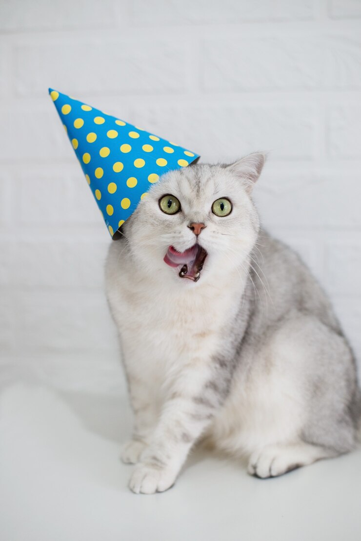 A beautiful white and gray cat in a festive hat shows its tongue