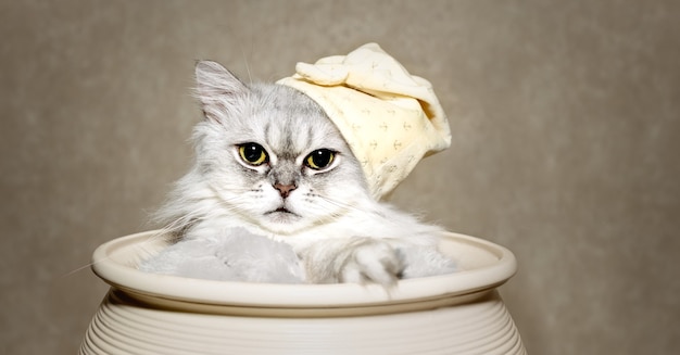 큰 눈을 가진 아름다운 흰색 회색 솜털 고양이가 화분에 앉아 있습니다. 잠자는 모자를 쓴 고양이. 확대. 보살핌, 교육, 훈련 및 동물 사육의 개념.