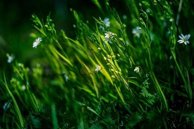 写真 春に森の草原でく美しい白い大きなスティッチワートの花