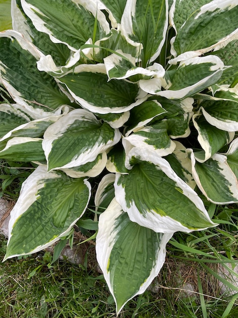 Foto una bella pianta bianco-verde in un letto di fiori belle foglie hosta erba natura