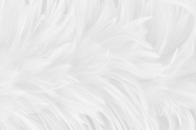 Beautiful white grey bird feathers pattern texture background