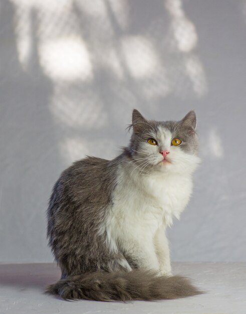  Beautiful white grey cat