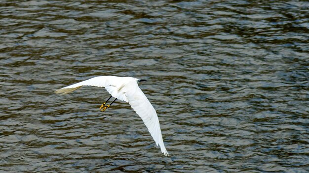 Beautiful white heron fishing on a river in Sochi