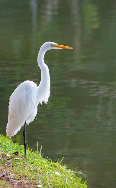 Beautiful white heron resting on the edge of a lake in Brazil natural light selective focus