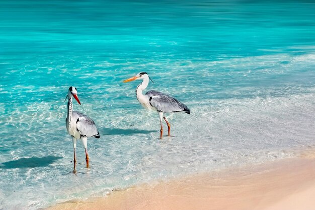 몰디브의 환상적인 해변을 배경으로 아름다운 흰색 왜가리 햇빛 반사가 있는 푸른 맑은 물