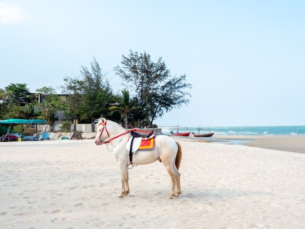 Beautiful white horse on the beach in Hua-Hin, Thailand.