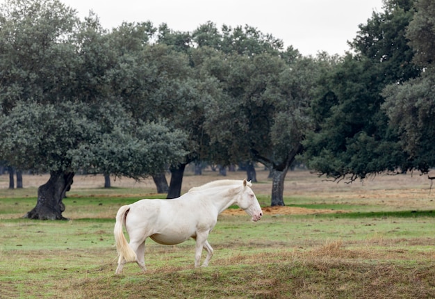 Foto bellissimo cavallo bianco nella contea