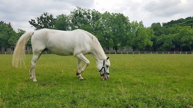 Beautiful white horse feeding in a green pasture. Cute horse eating grass in the meadow on a sunny summer day. Pets. copy space.