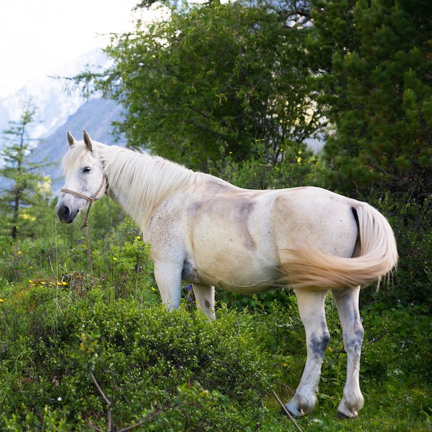 Красивая белая лошадь в лесу.