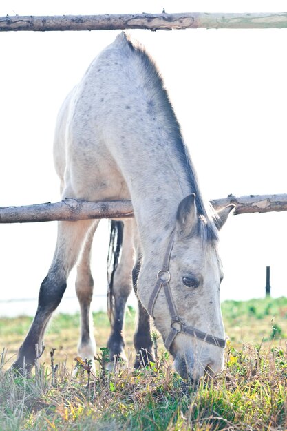 Beautiful white horse grazing on grass on a sunny day color toned image shallow DOF