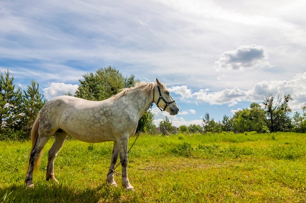 緑の草の牧草地に美しい白い馬
