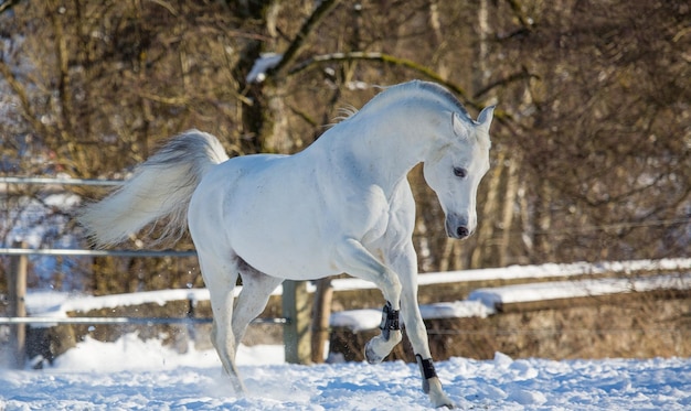 A beautiful white horse runs in a paddock in winter