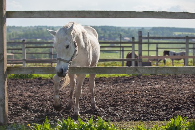 Красивая белая лошадь, стоящая за деревянным забором