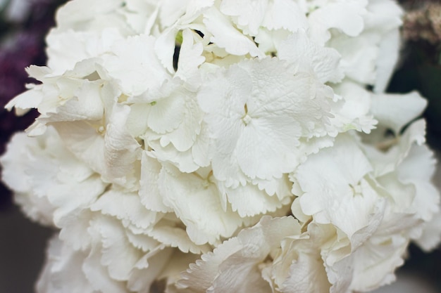 Beautiful white hydrangea flower close up Happy mothers day or Valentines day